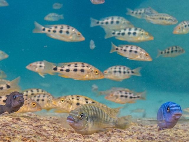Fische unter Wasser