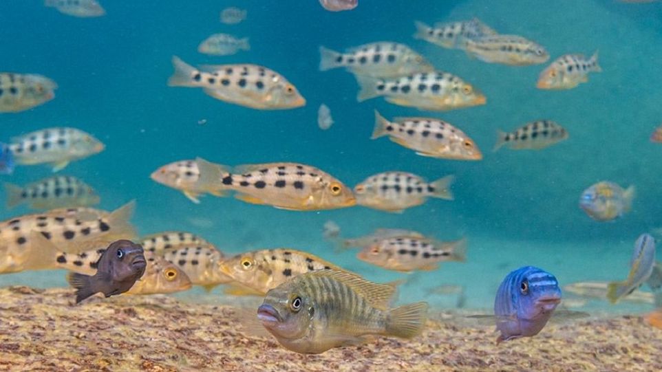 Verschiedene Malawi-Buntbarsche in den flachen Gewässern von Otter Point, Malawi Fische unter Wasser