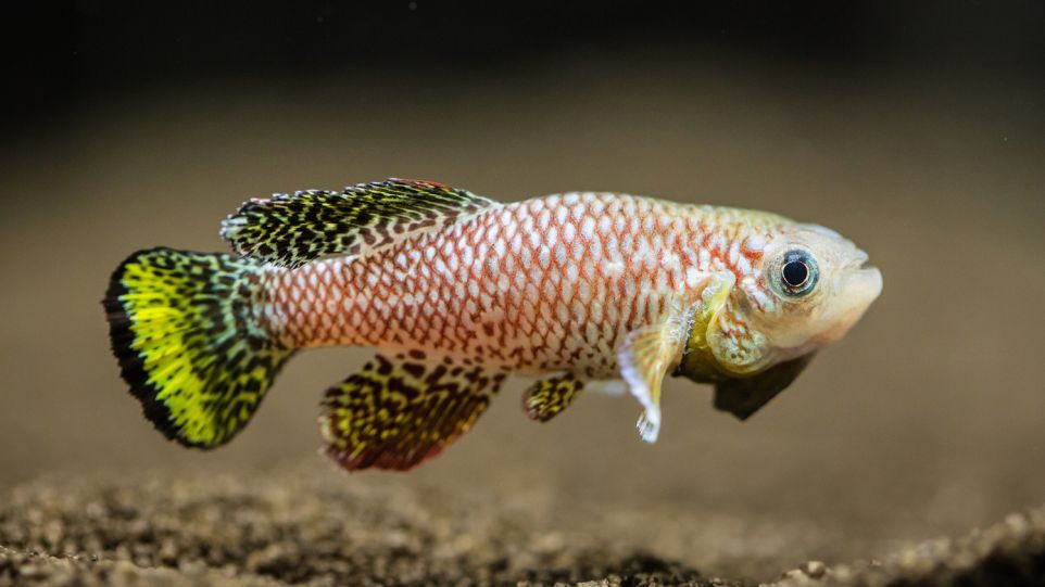 Side view of a killifish