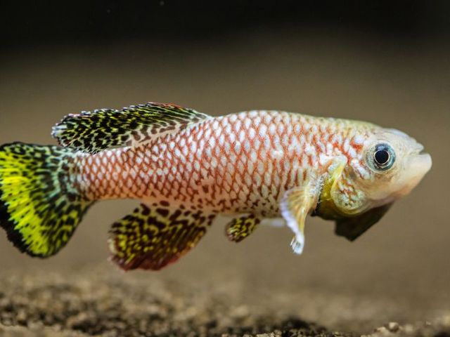 Side view of a killifish
