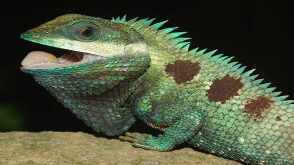 Asiatische Blaukopf-Schönechse mit geöffnetem Mund und heller Zunge