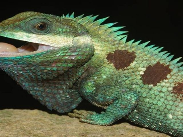 Asiatische Blaukopf-Schönechse mit geöffnetem Mund und heller Zunge