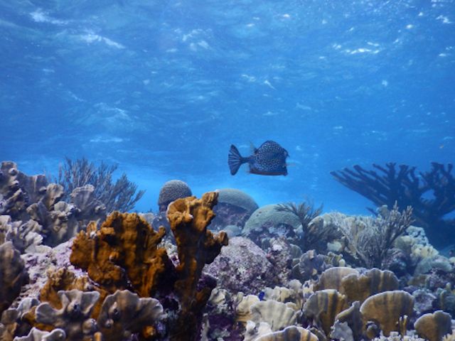 Reef off Curaçao