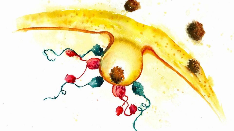 Aquarellzeichnung der Endozytose