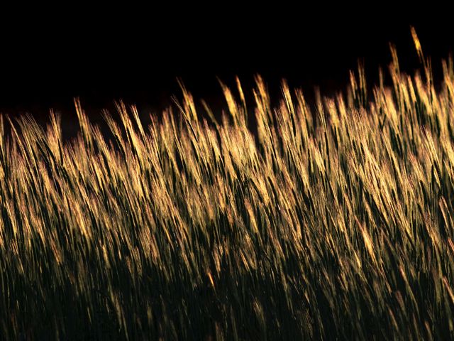 Slightly blurred image of greenish-yellow barley against a black background
