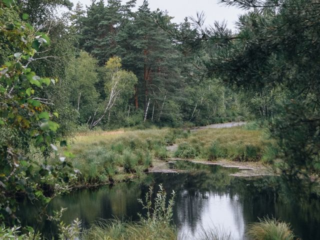 Forest pond