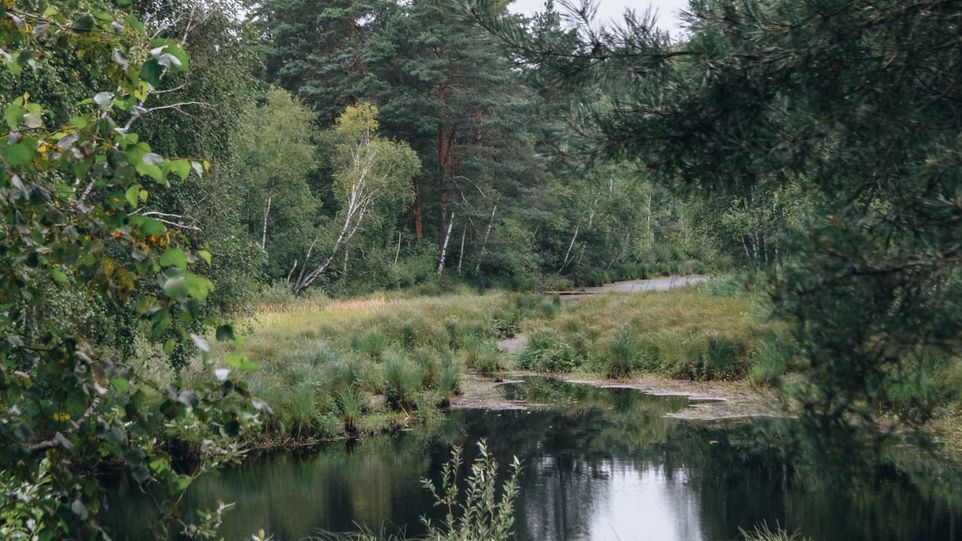 Forest pond