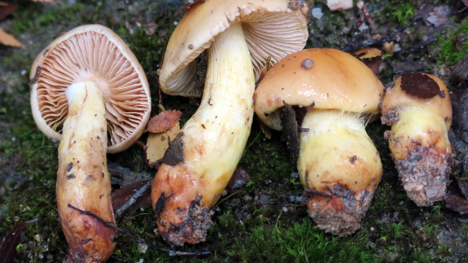 Cortinarius steglichii Vier im Moos liegende Pilze