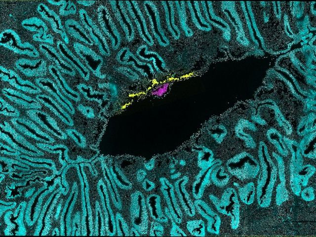 Embryo eines Weißbüschelaffen in der Gebärmutter