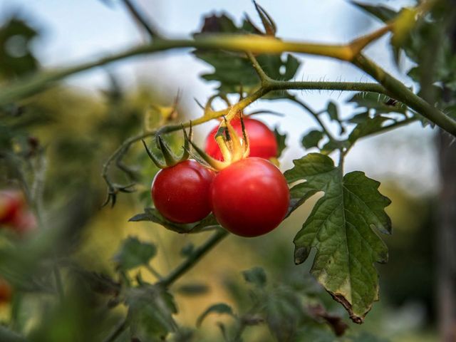 Tomate am Strauch
