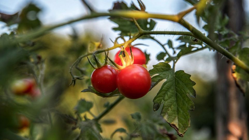 Tomate am Strauch