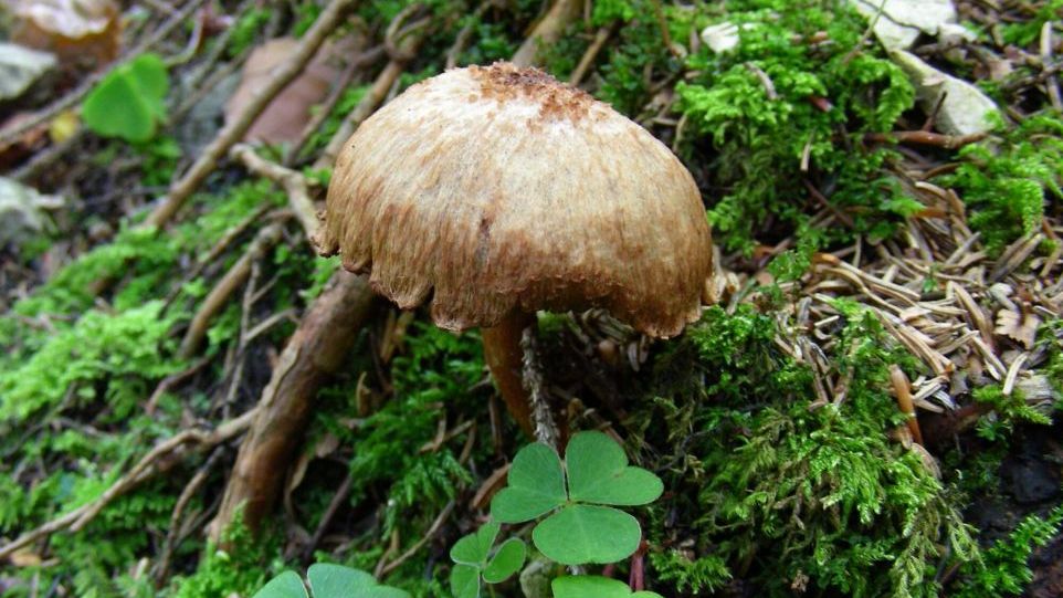 Pilz im Moos