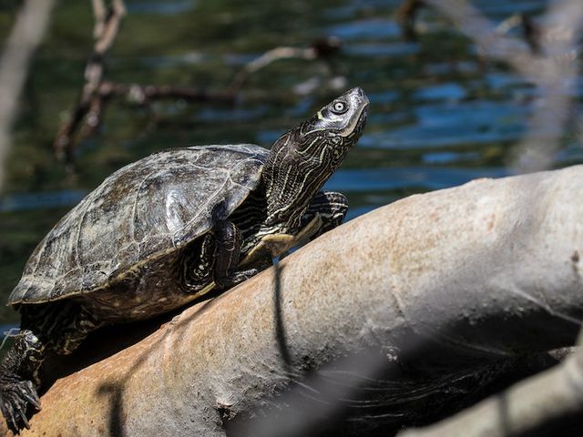 Wasserschildkröte