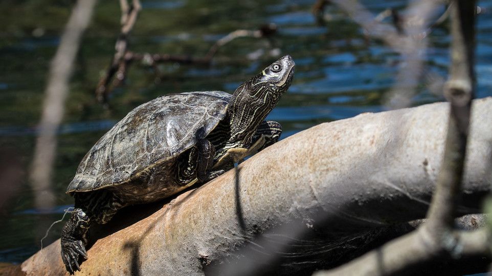 Wasserschildkröte