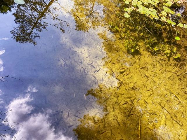 Kleine Fisch unter der Wasseroberfläche