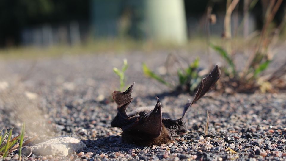 Bat killed by wind turbine