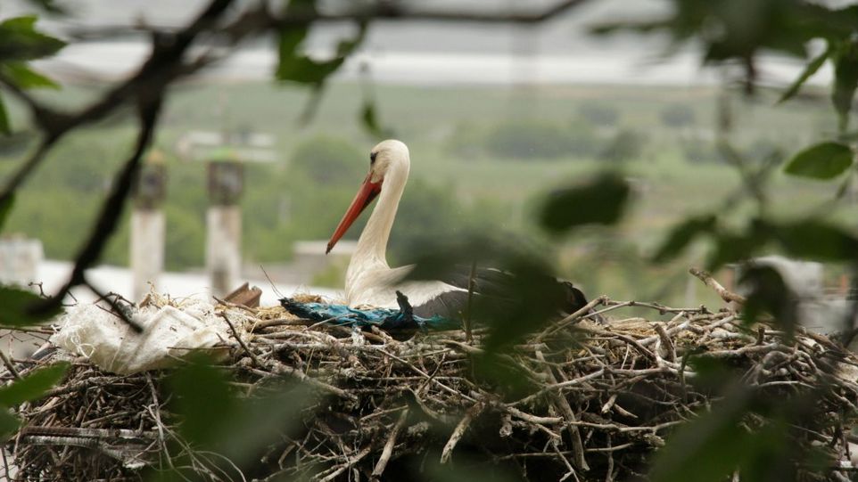 Storch im Nest
