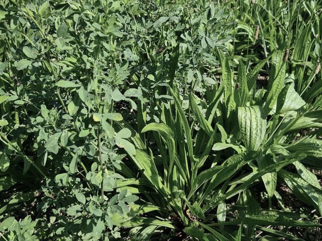 Ribwort plantain and alfalfa