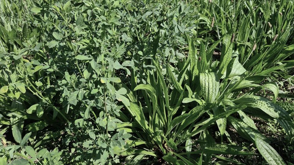 Ribwort plantain and alfalfa