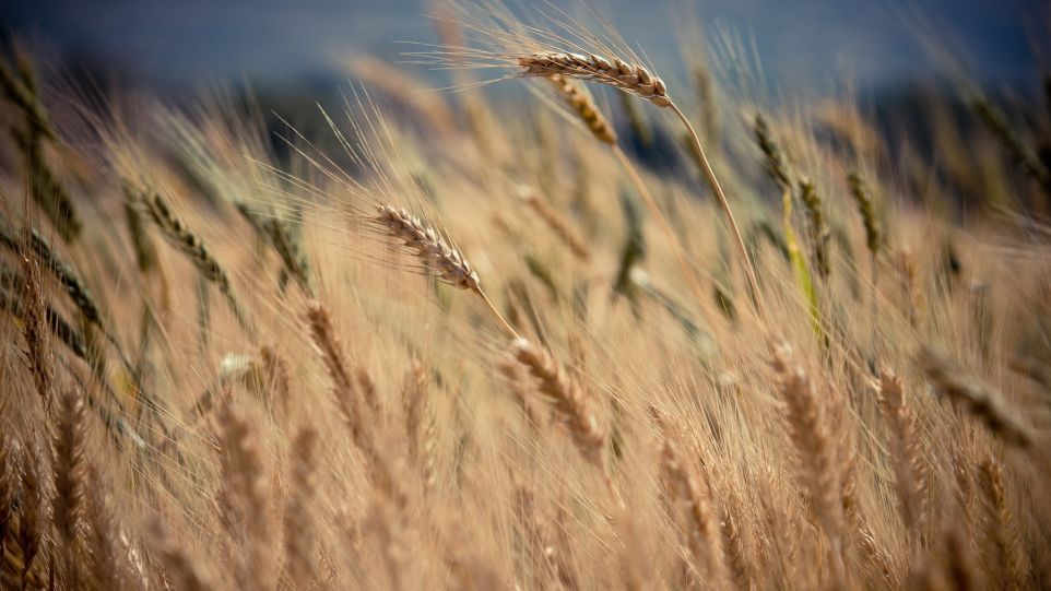 Wheat field