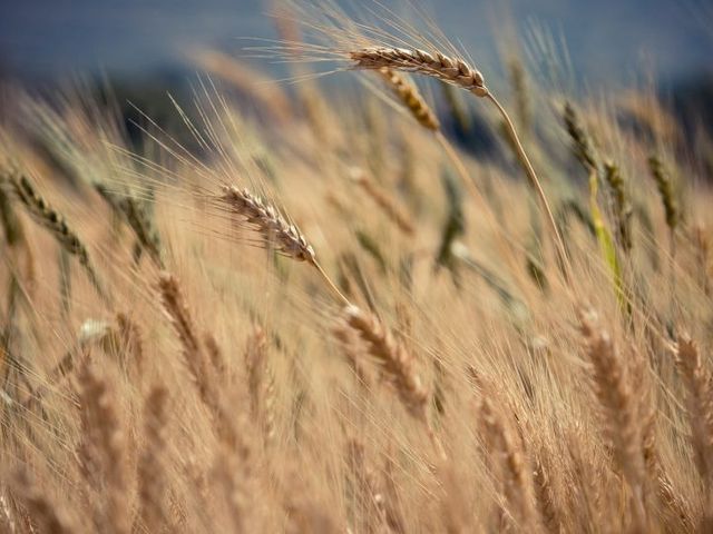Wheat field