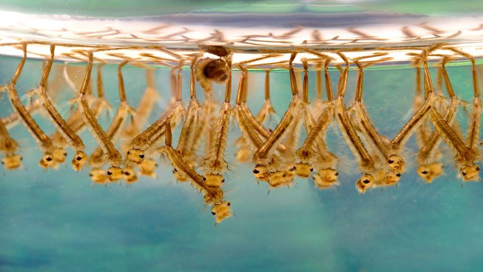 Stechmückenlarven der Gattung Culex Mückenlarven an Wasseroberfläche