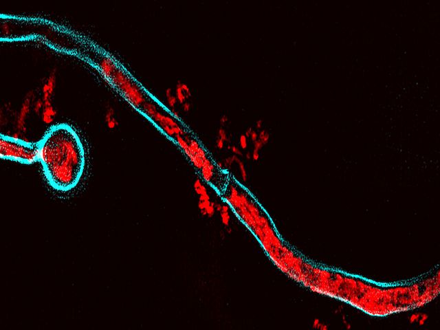 Candida albicans illustration