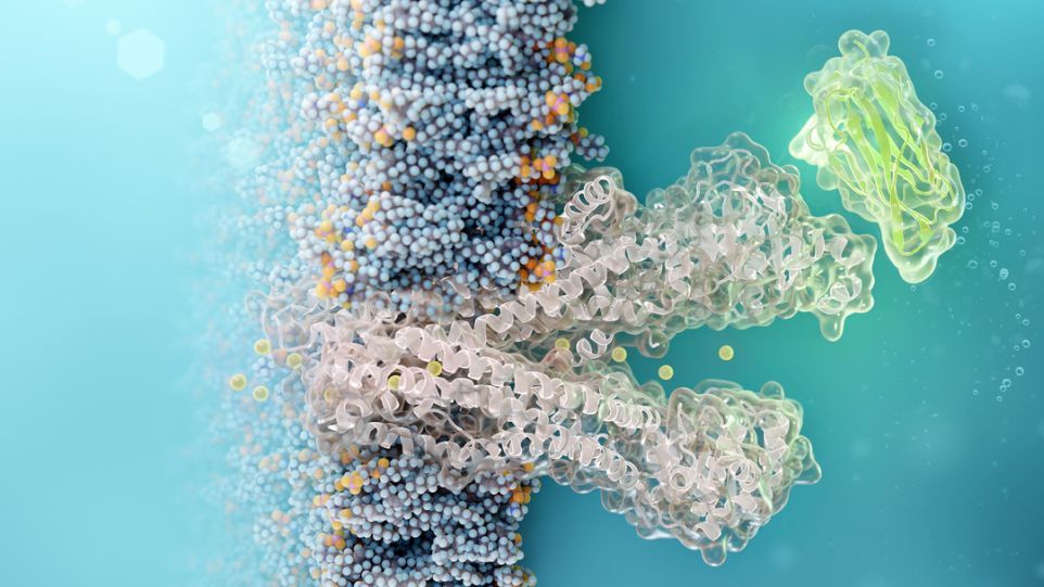 Zellgängiger Nanobody (grün) bindet an defekten CFTR-Chloridkanal (strukturelle Simulation) Grafik mit Nanobody und Chloridkanal