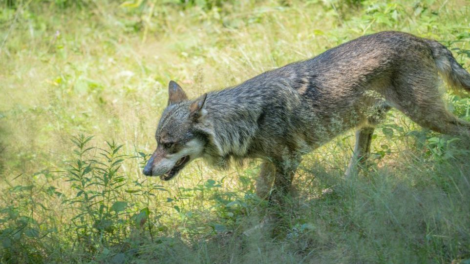 Wolf am Wegesrand