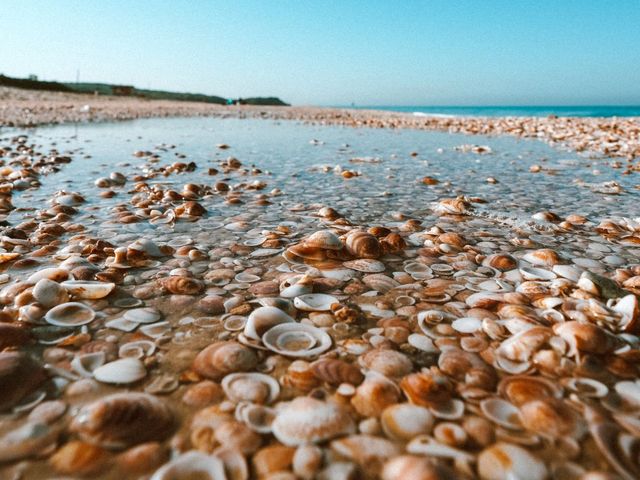 Muscheln am Strand