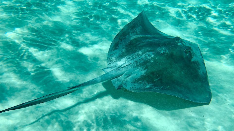 Stingray