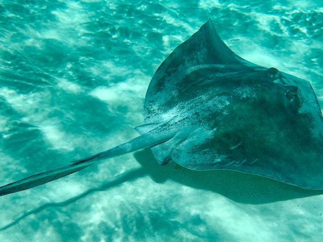 Stingray