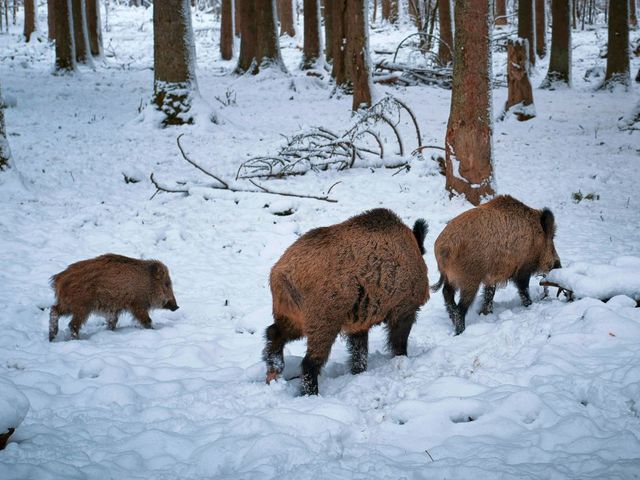 Wildschweine im Wald