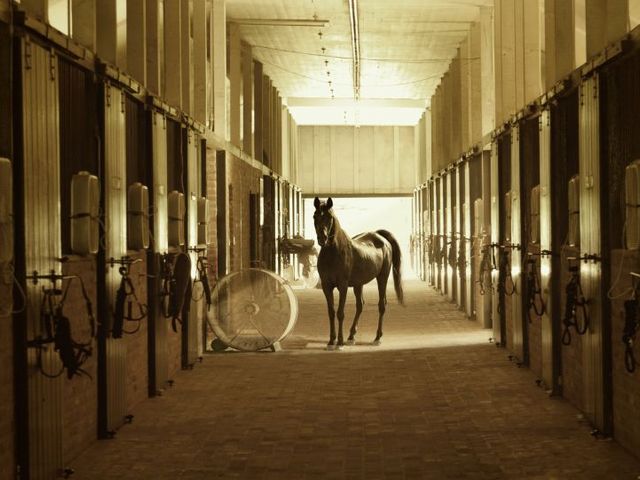 Brown horse in the corridor of a stable, boxes on the right and left