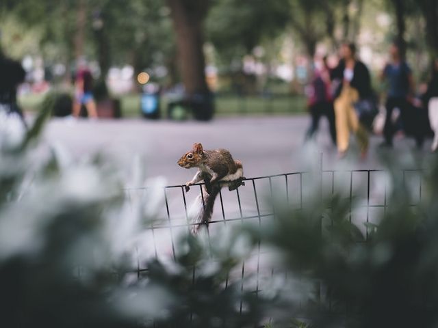 Rotes Eichhörnchen sitzt auf einem Stadtparkzaun