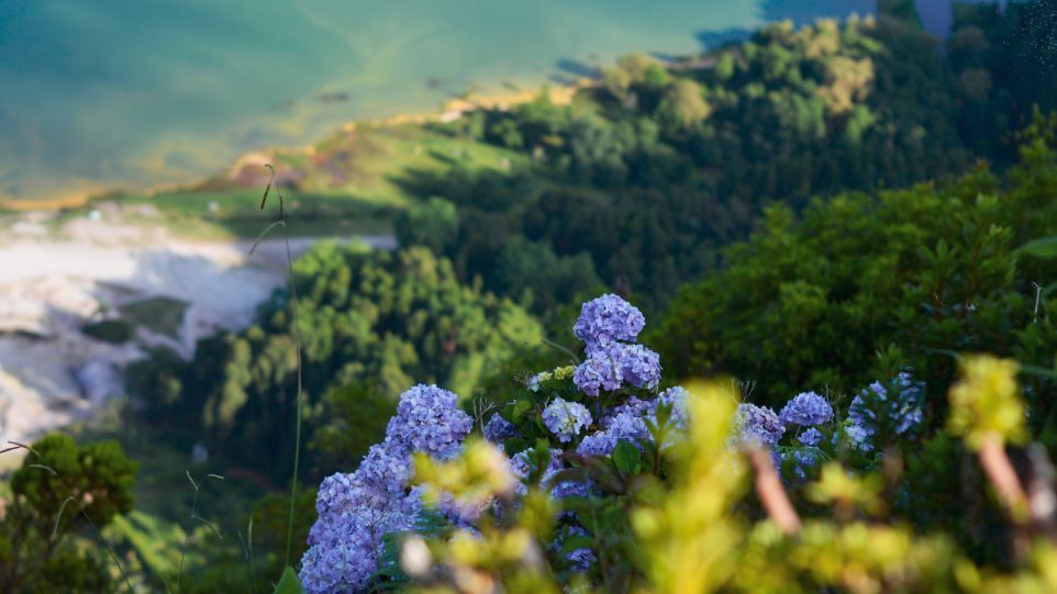 Blumen und Wald