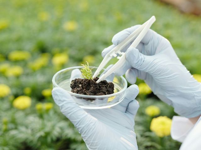 Glass container with seedling